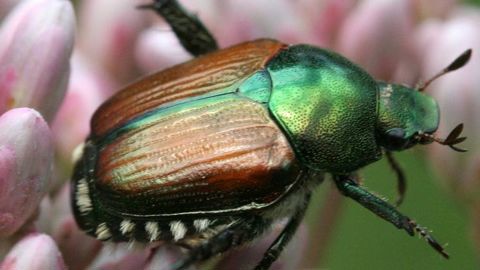 Popillia japonica adulte. © D. Cappaert, Michigan State University, Bugwood.org